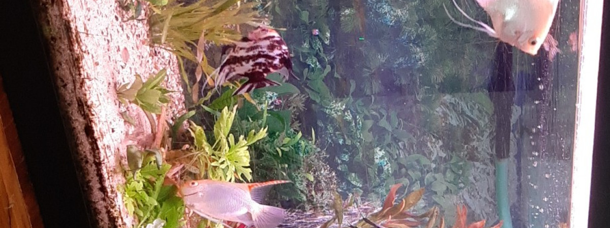 aquarium Biotope amazonien