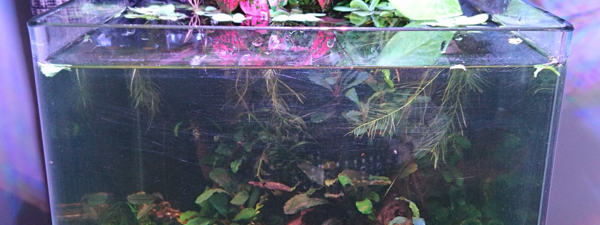 aquarium Vault 22