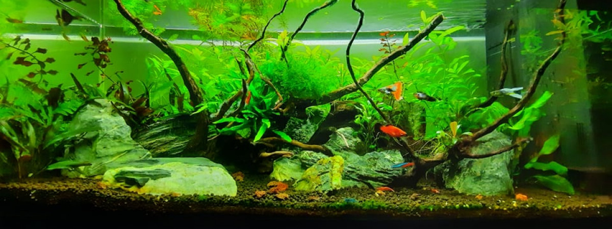 aquarium bac   80 litres