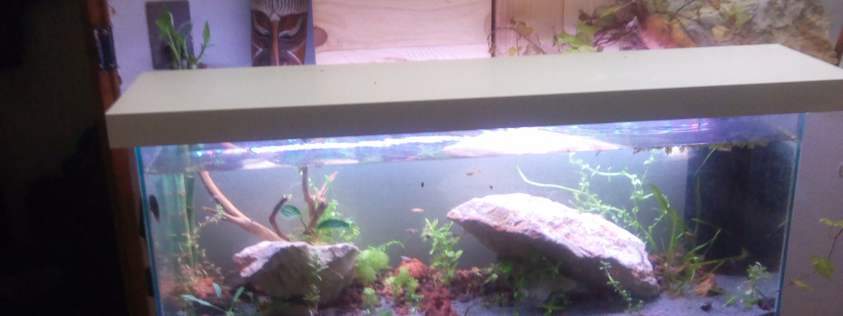 aquarium Axolotl