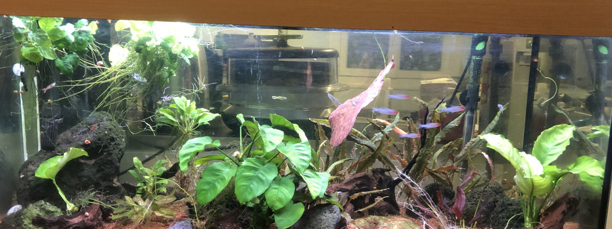 aquarium Bewitched
