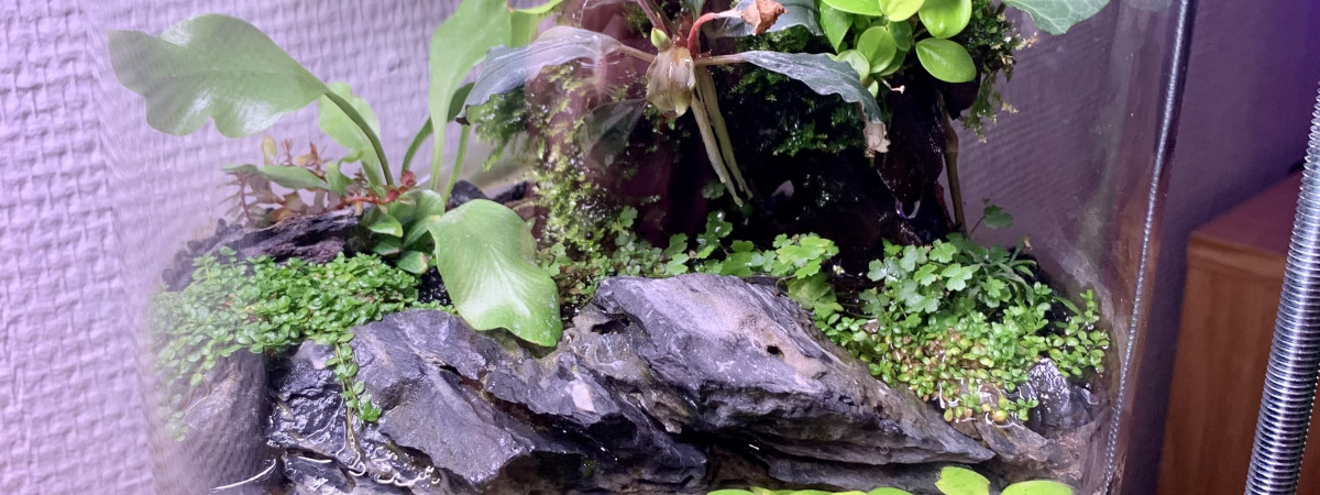 aquarium WabiKusa