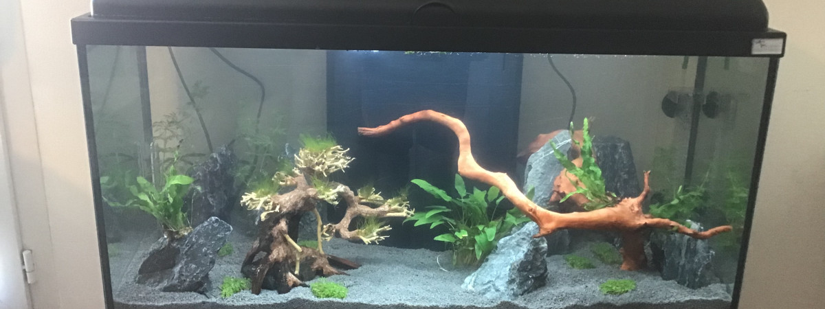 aquarium Mon premier aquarium