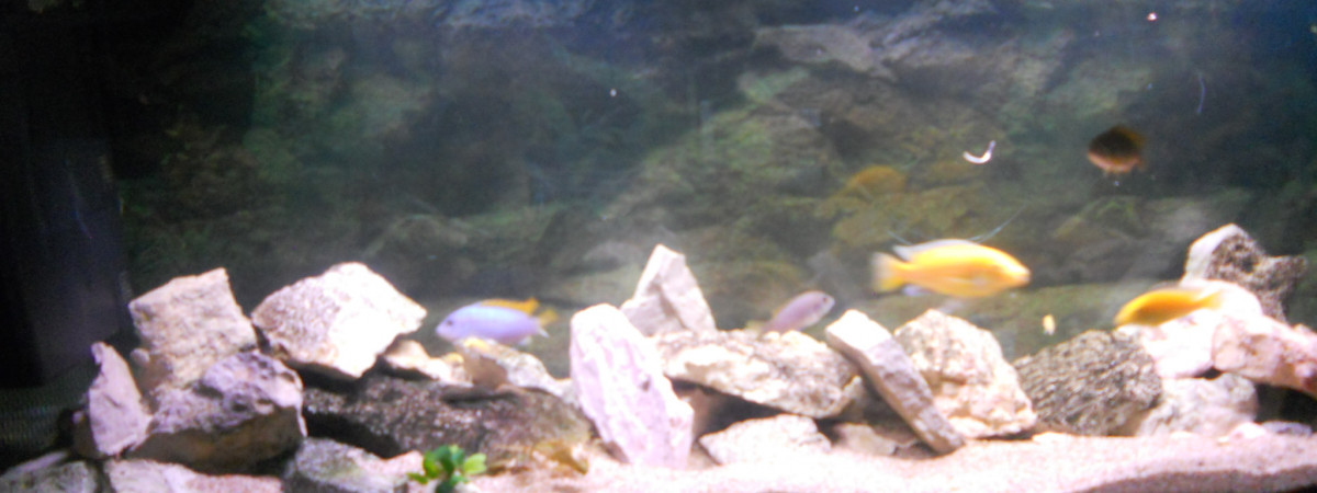 aquarium Malawi