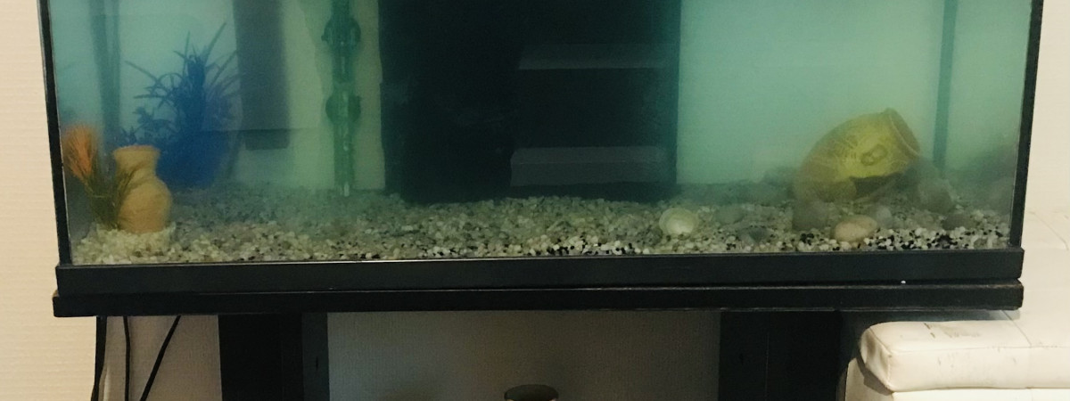 aquarium Mes Mollys