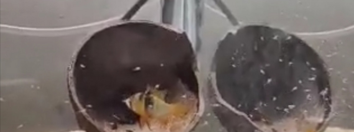 aquarium Bac de reproduction ramirezi F1