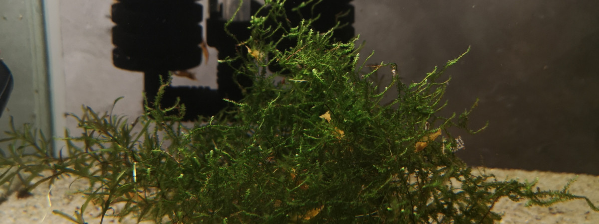 aquarium Bac repro Ancistrus et crevette yellow neon