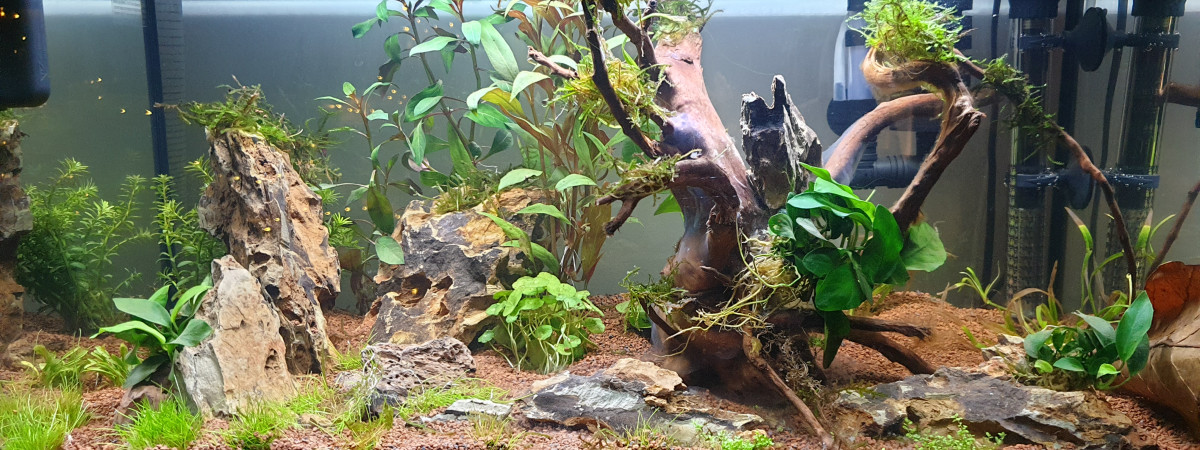 aquarium 60L