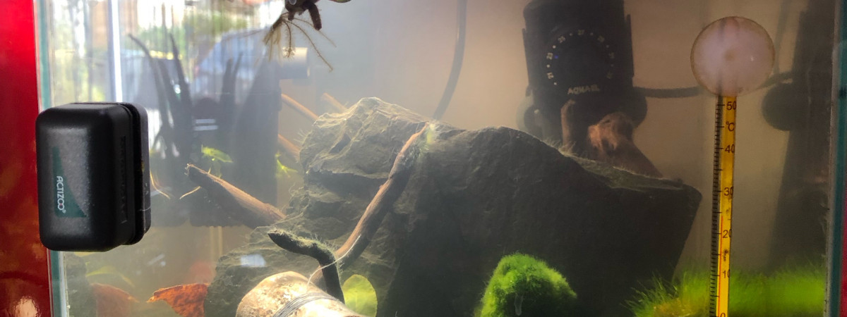 aquarium NANO écrevisse