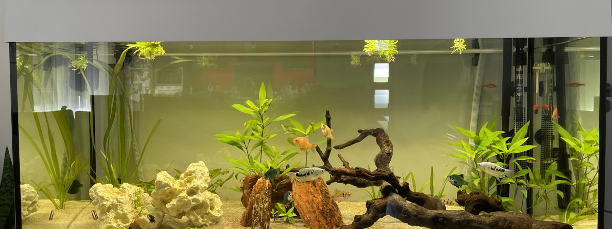 aquarium Rio