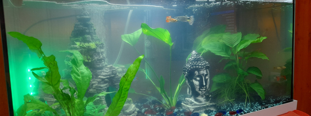 aquarium Mon 60L