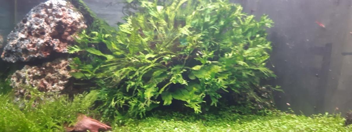 aquarium Red Cherry