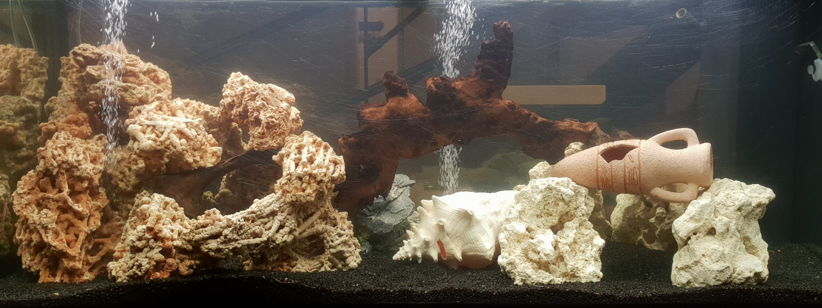 aquarium Demasoni