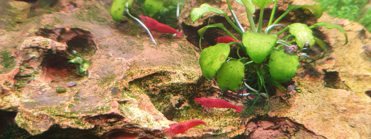 aquarium Dennerle scapers tank 50l
