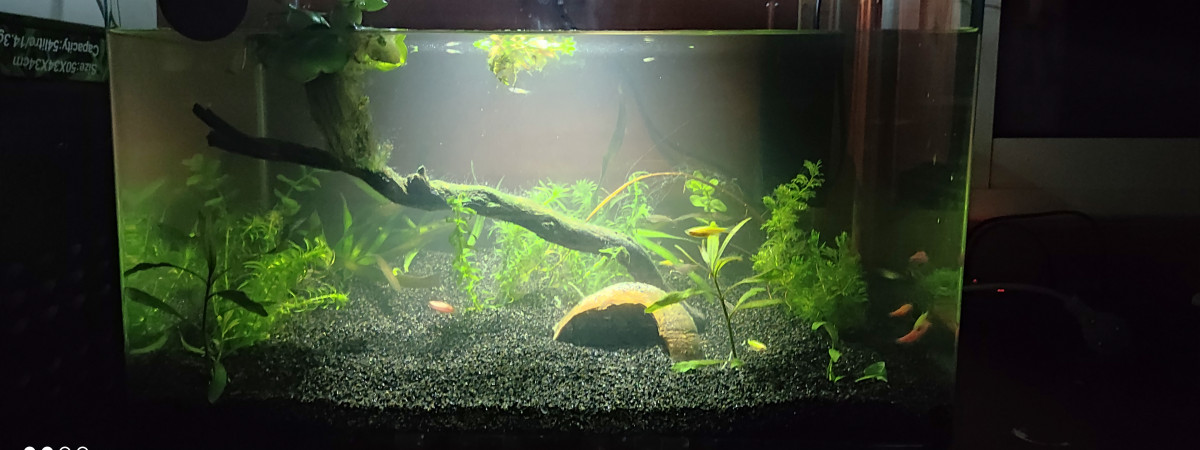aquarium Normal
