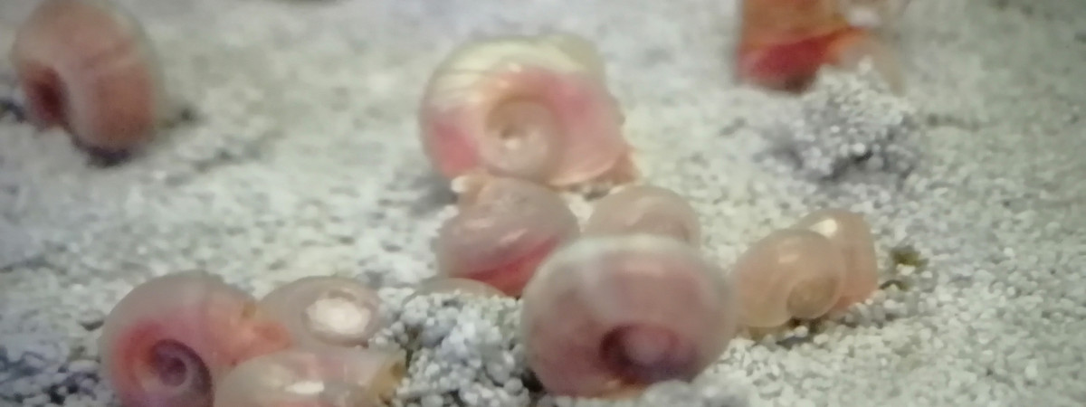 aquarium planorbes roses