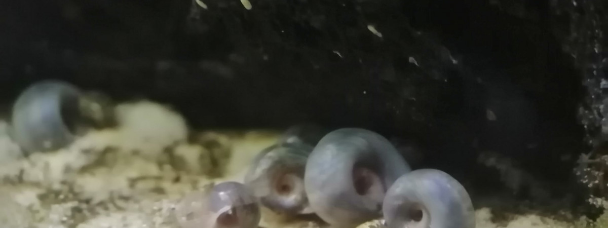 aquarium planorbes bleus