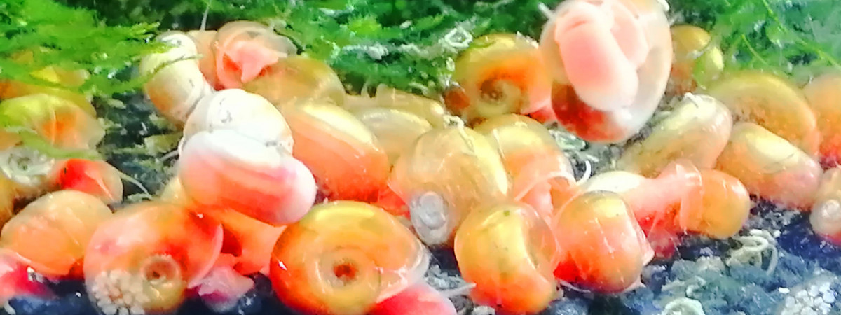 aquarium planorbes oranges fluo