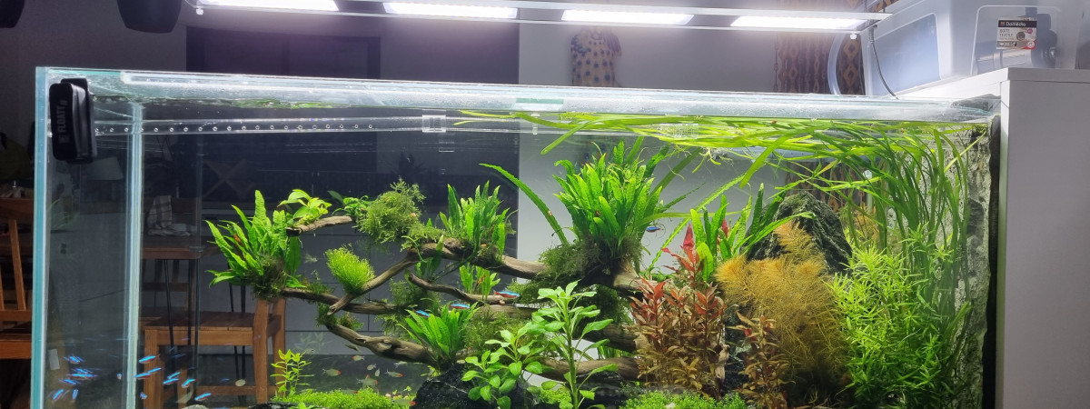 aquarium Bac amazonien