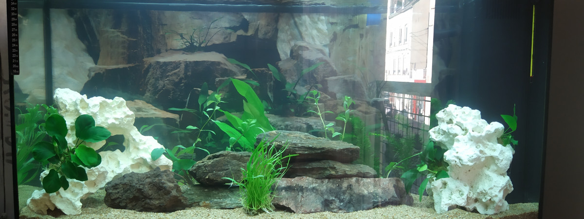 aquarium Lonico42