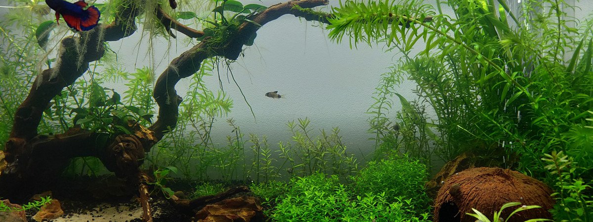 aquarium Aqua one
