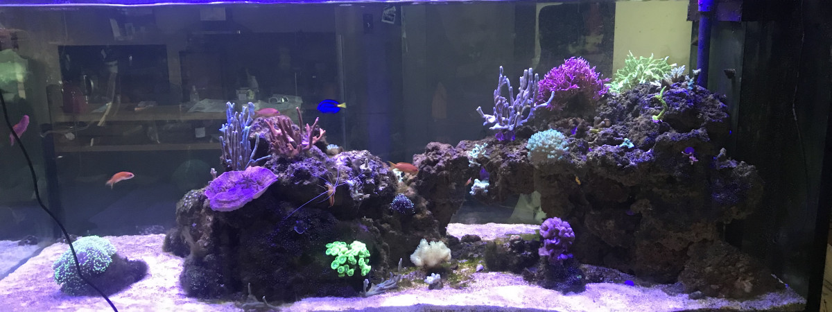 aquarium récifal ilot 800L
