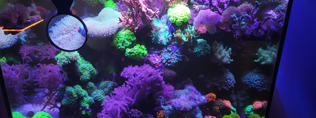 aquarium Bac mixte 330L récifale