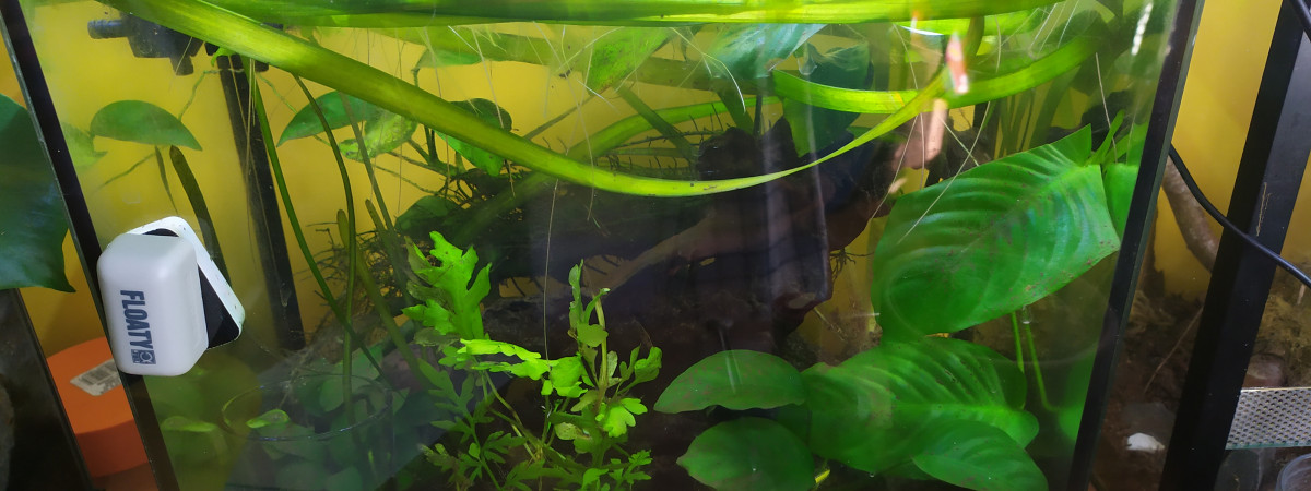 aquarium Aquarium provisoire