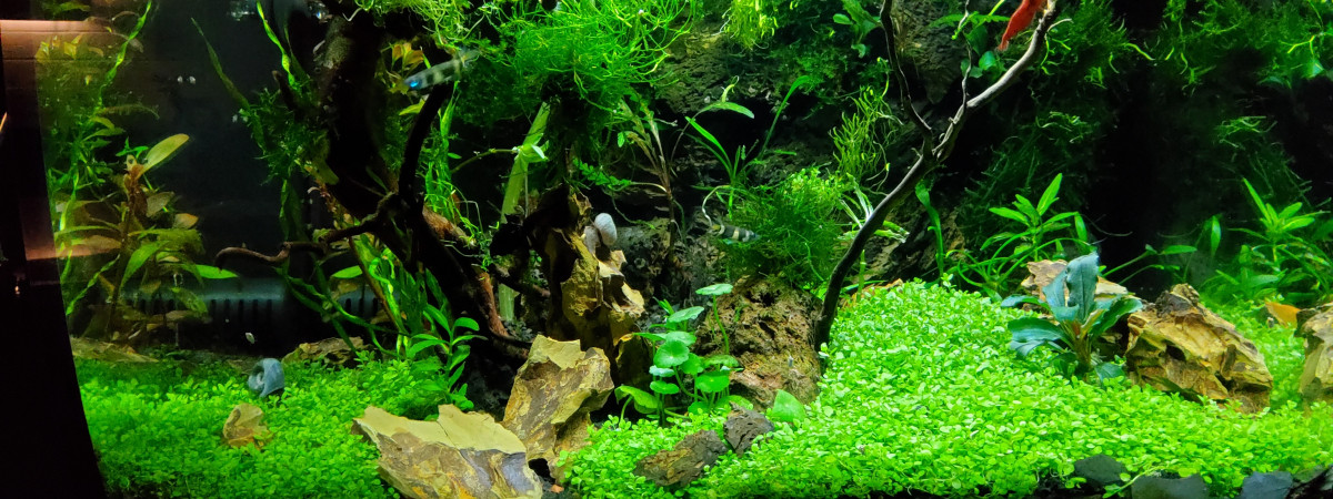 aquarium Jangala