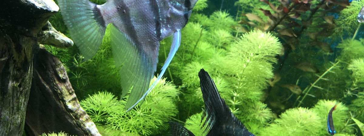 aquarium Sixties