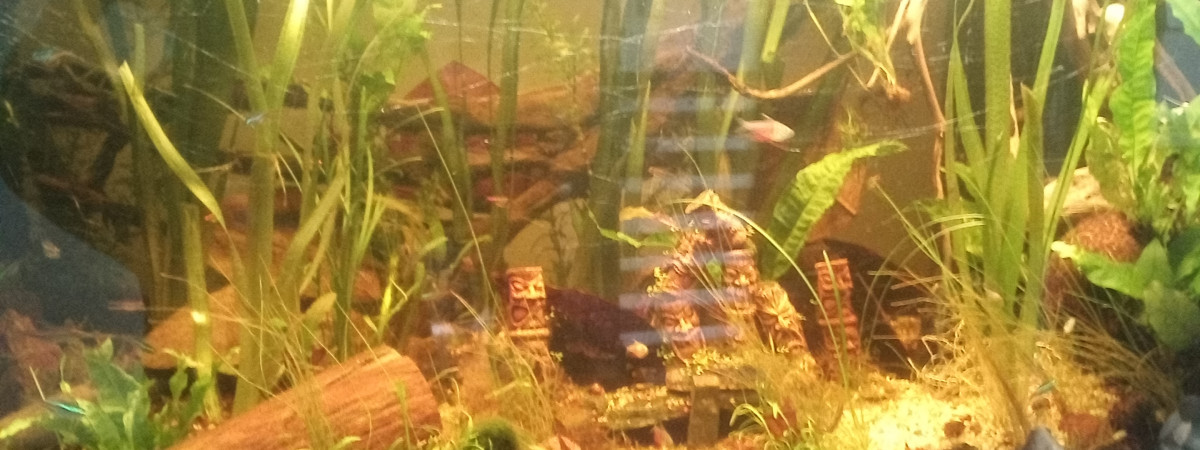 aquarium 215 litres amazonien