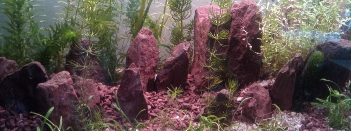 aquarium 120 litres amazonien
