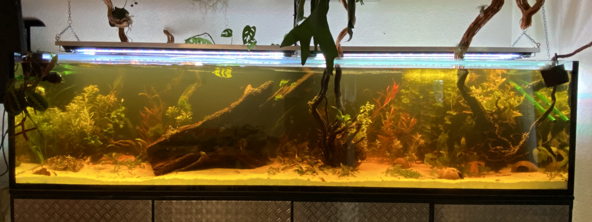aquarium Amazonie