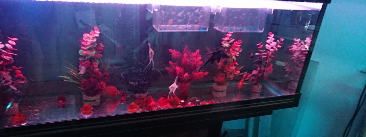 aquarium scalaris 200