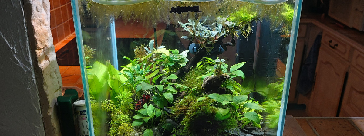 aquarium Betta 30