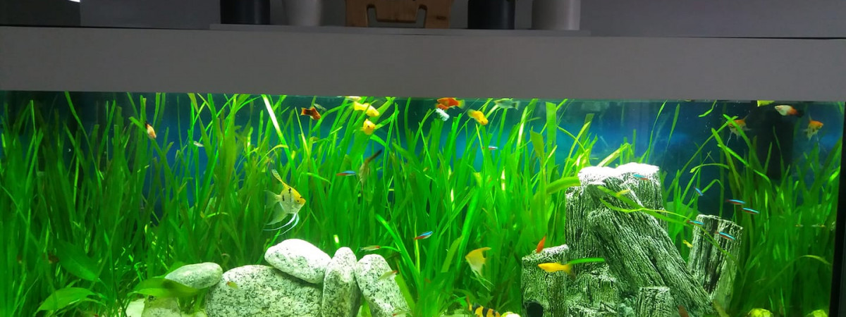 aquarium Rio juwel 240