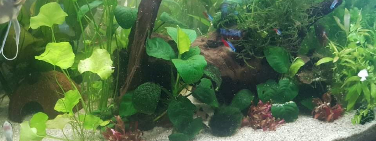 aquarium 150L Eheim