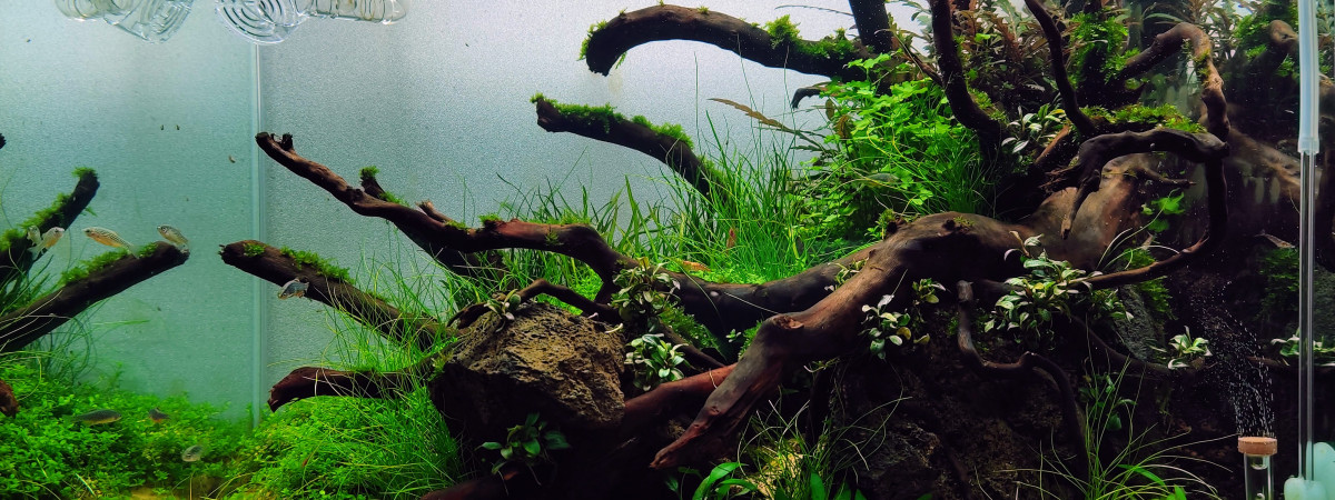 aquarium 55l