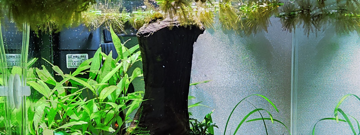 aquarium 33l