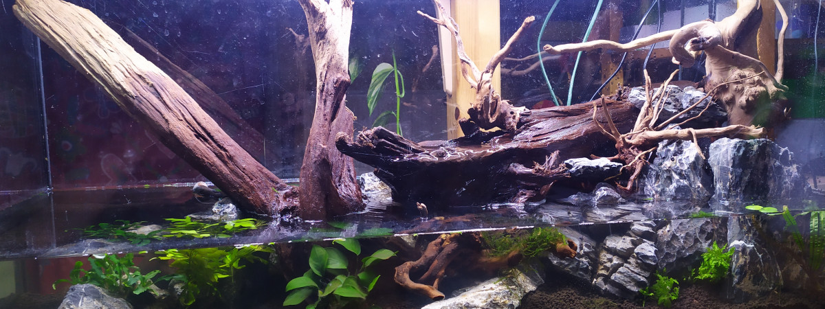 aquarium Paludarium