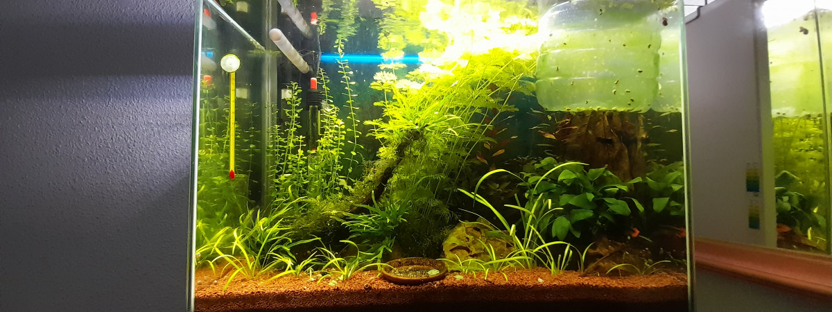 aquarium HOME 80