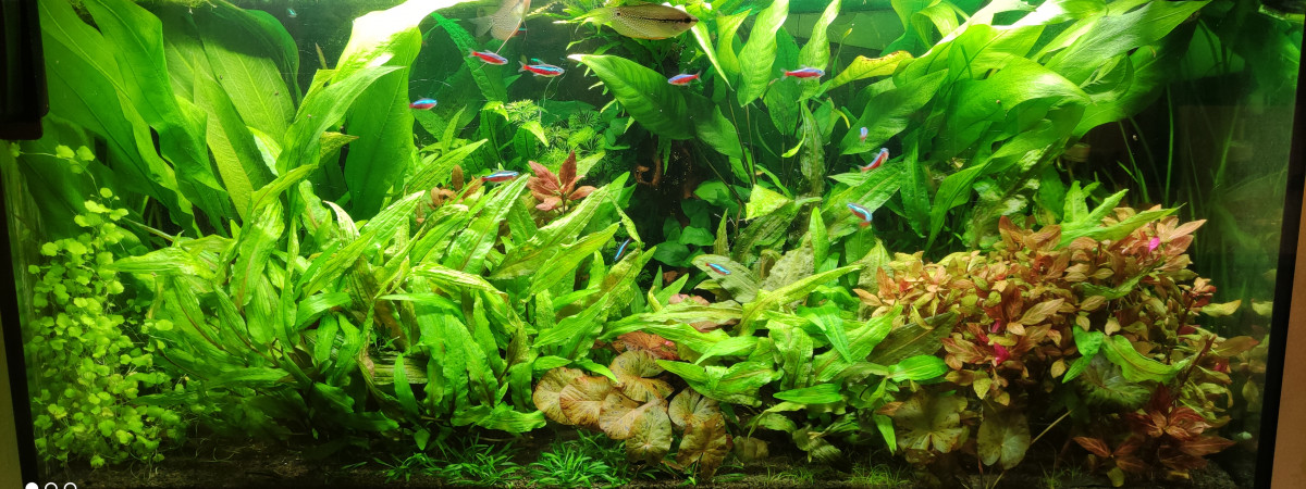 aquarium Aquarium Salon