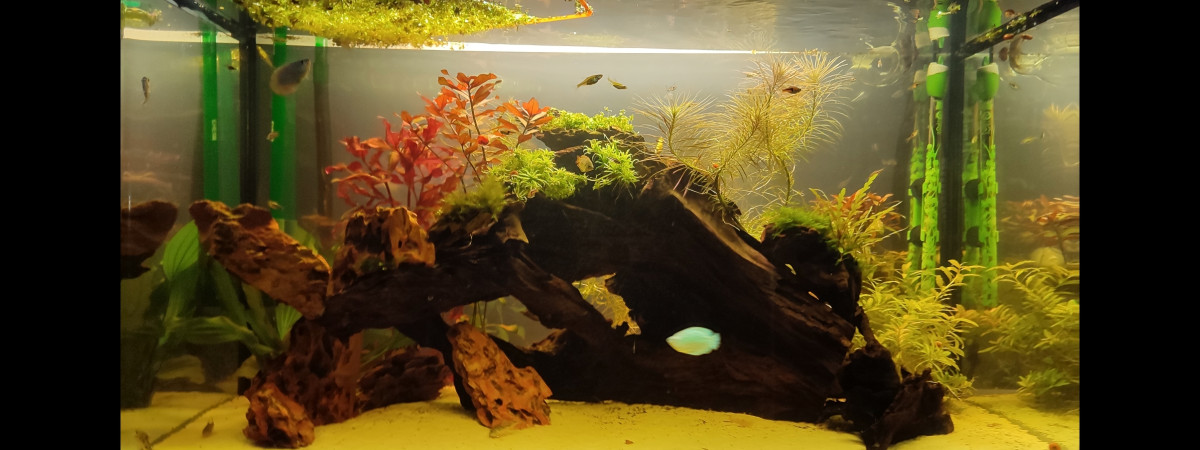 aquarium Comasiat