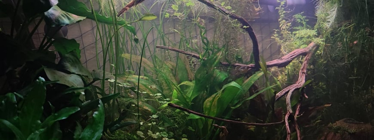 aquarium Vé Ji
