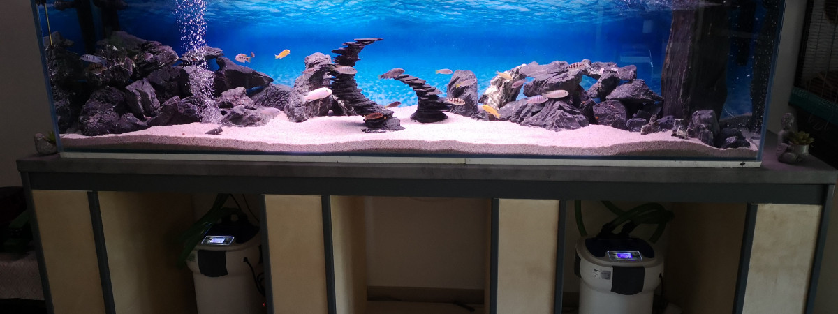 aquarium Bac Mbunas