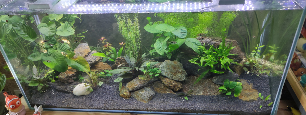 aquarium 180 Litres tendance asiatique
