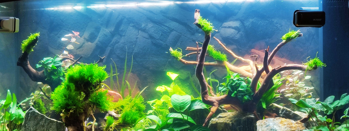 aquarium Bac planté