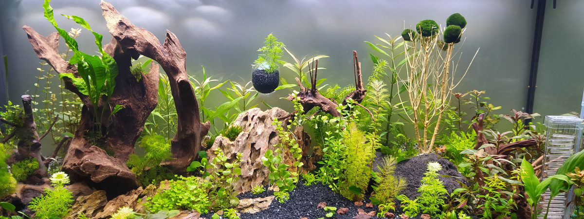 aquarium BreizhCool