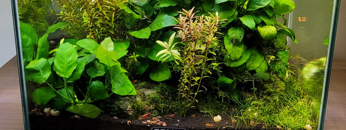 aquarium Nano aqua