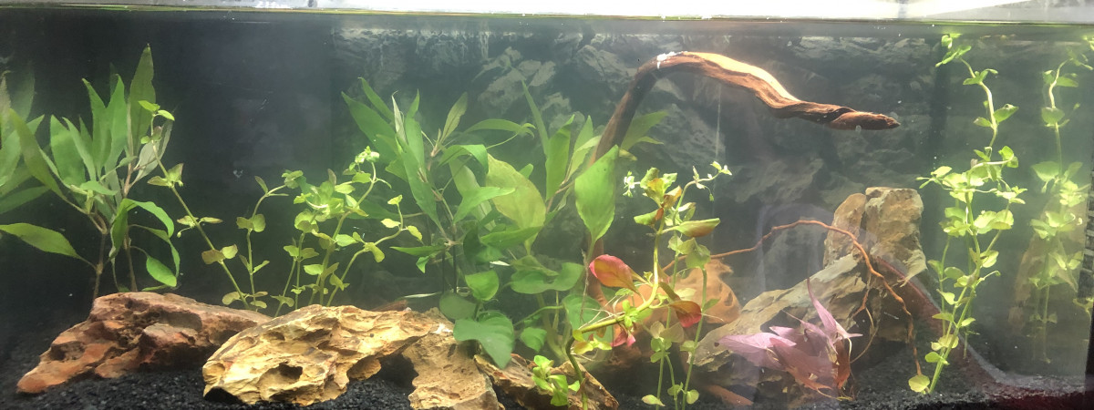 aquarium Pouponnière et crevettes
